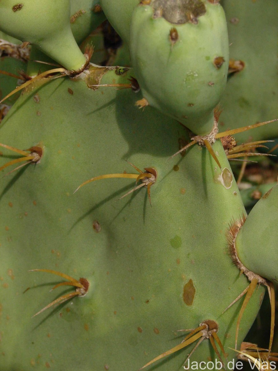 Opuntia dillenii (Ker Gawl.) Haw.